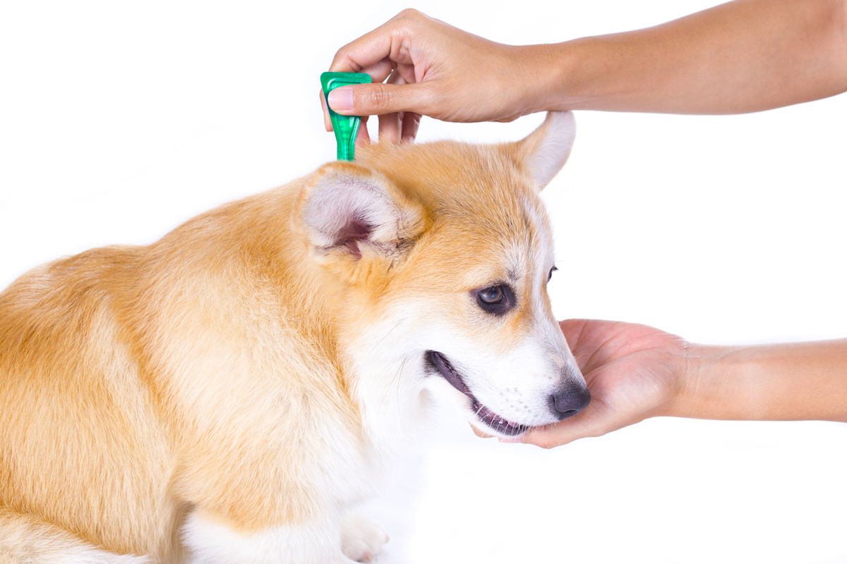 [最も選択された] 犬 ノミダニ予防薬 おすすめ 172006犬 ノミダニ予防薬 おすすめ Jospictjapzit